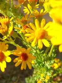 Close-up of yellow flowering plant