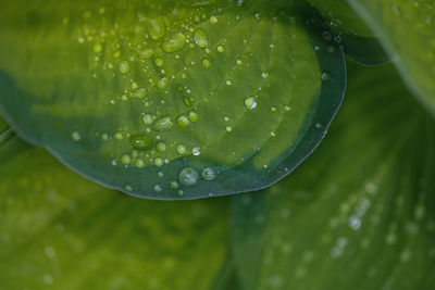 Close-up of water drops on leaves