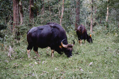 animal
