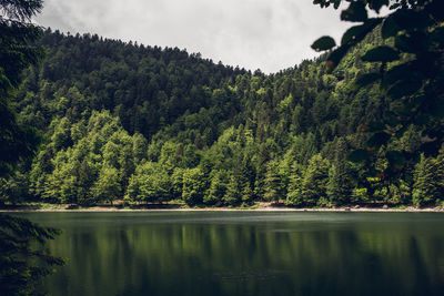 Scenic view of lake by trees in forest against sky