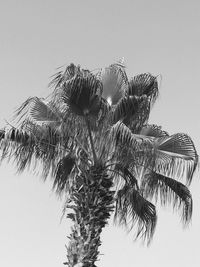 Low angle view of palm tree against clear sky