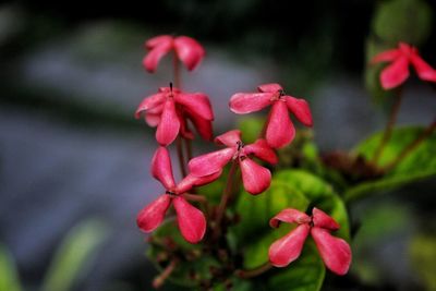 Close-up of pink flowers blooming outdoors