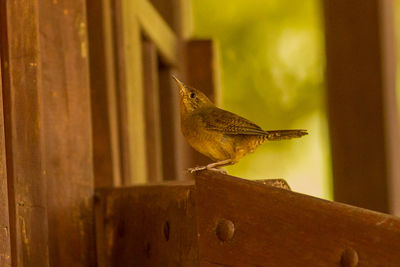 Close-up of bird perching on wooden fence