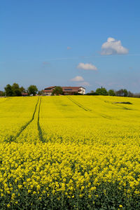 Scenic view of oilseed rape field against sky