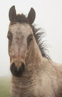 Close-up of a horse against the sky