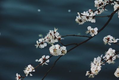 Close-up of apple blossoms in spring