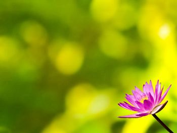 Close-up of pink flowering plant