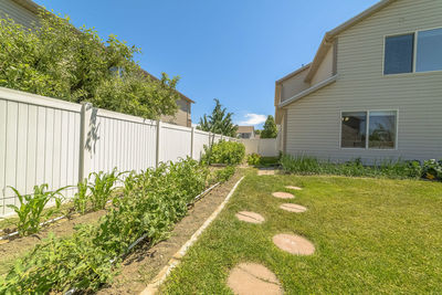 Plants growing outside building