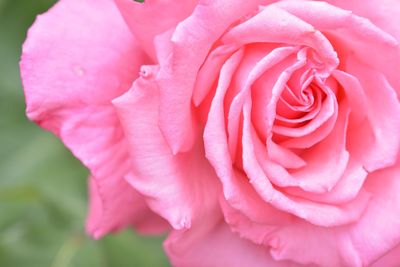 Close-up of pink rose blooming outdoors
