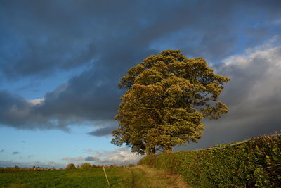 Scenic view of field against cloudy sky