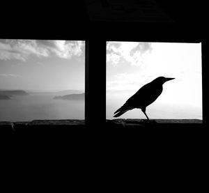 Silhouette bird perching on a window