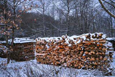 View of bare tree in snow