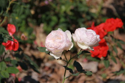 Close-up of rose plant