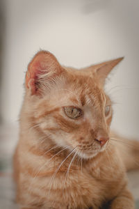 Close-up of a cat looking away