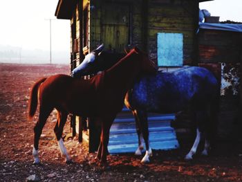 Side view of horse standing in ranch