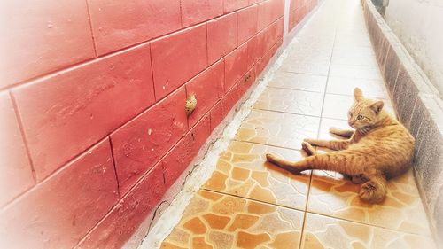 High angle view of cat relaxing on floor