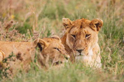 Lioness with cub on field