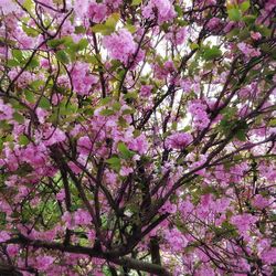 Low angle view of cherry blossoms in spring