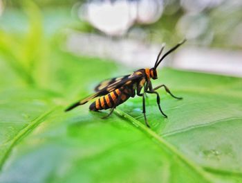 Close-up of insect on leaf