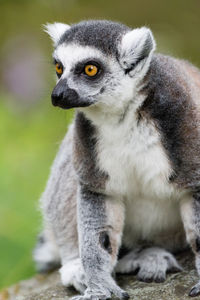 Close-up of lemur sitting on rock