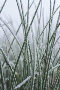 First frost of the winter