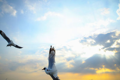 Low angle view of seagull flying against sky