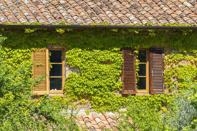 Cottage with ivy growing on walls