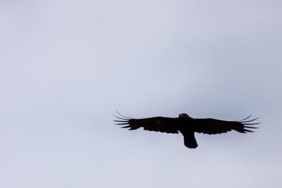 Low angle view of eagle flying in sky