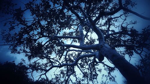 Low angle view of tree in forest against sky