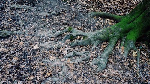 High angle view of tree roots growing at forest