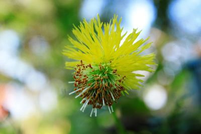 Close-up of yellow flowering plant