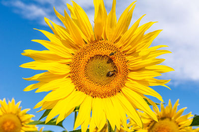 Close-up of yellow sunflower against sky