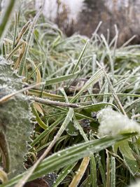 Close-up of frozen plants during winter