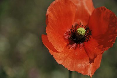 Close-up of orange poppy