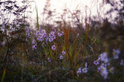 Purple flowers growing on field