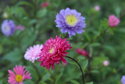 Close-up of pink flowering plants in park