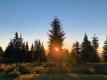Trees in forest against sky at sunset
