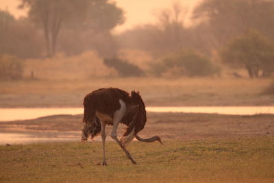 View of an ostrich at sunset.