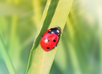 Close-up of ladybug on leaf
