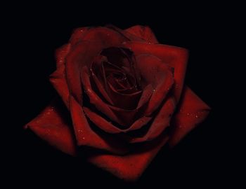 Close-up of red rose over white background