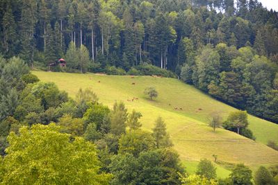 High angle view of pine trees in forest