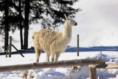 Lama standing on snow covered field