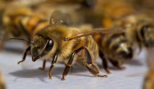 Close-up of bee