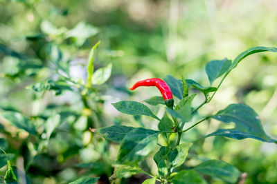 Close-up of red flowering plant