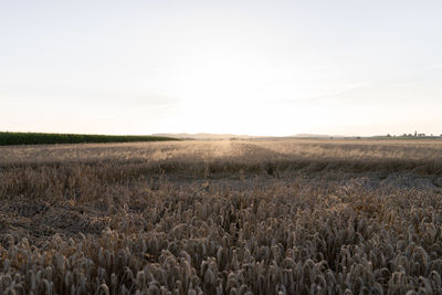 Crops growing on field against sky