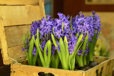 Close-up of purple flowering plant in pot
