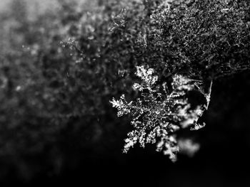 Close-up of frozen plant