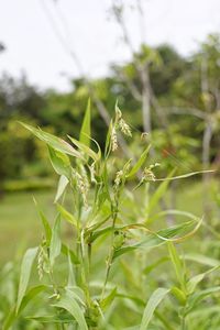Close-up of fresh green plant