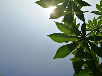 Low angle view of leaves against sky