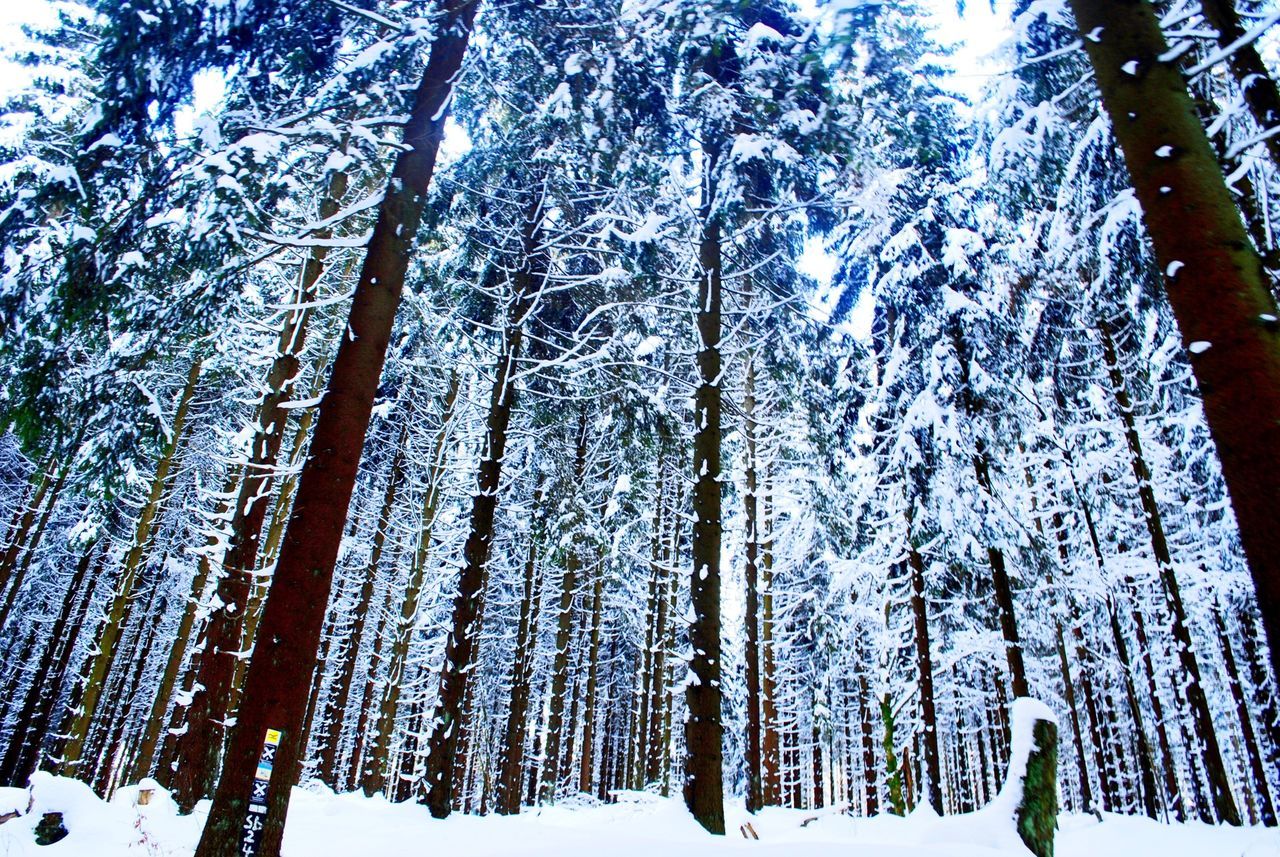 snow, winter, cold temperature, tree, season, tree trunk, low angle view, tranquility, nature, weather, beauty in nature, frozen, growth, woodland, covering, tranquil scene, forest, scenics, branch, day